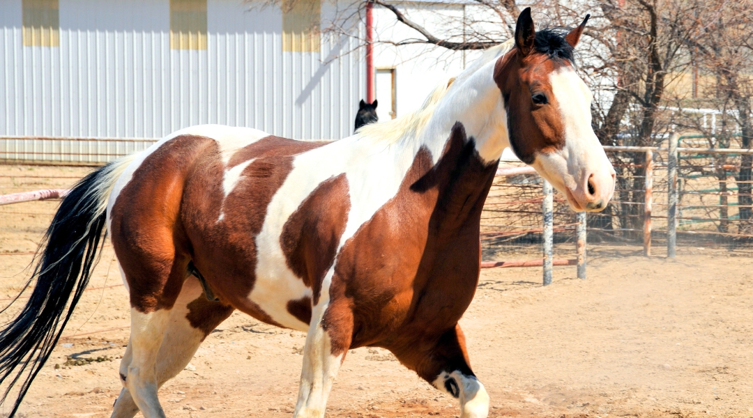 A brown and white horse walks gracefully