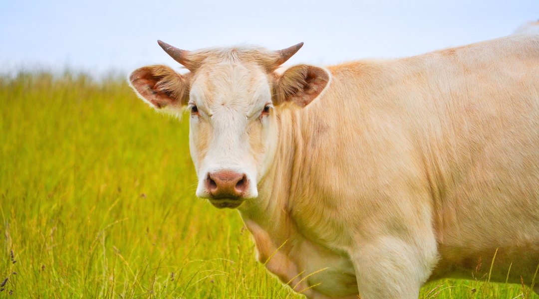 A cow stands peacefully in a lush field