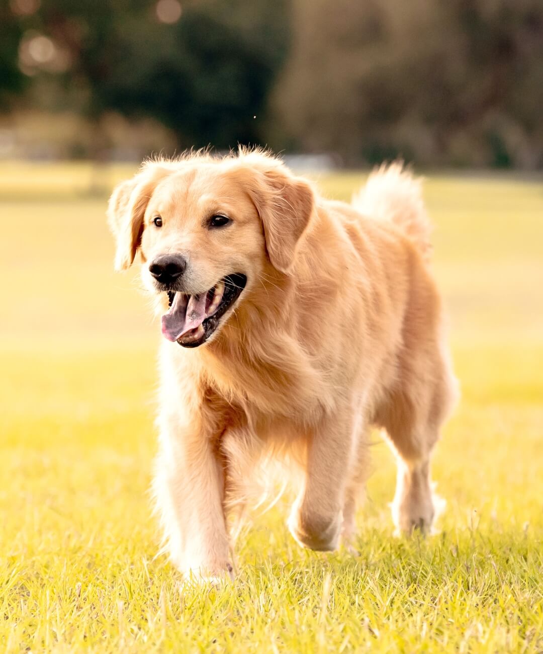 A dog runs through a vibrant green field